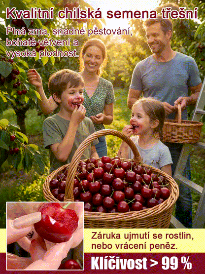 【Lze vysazovat ve všech ročních obdobích】Dovezená semena chilské třešně✨️Míra přežití je 99,99 %